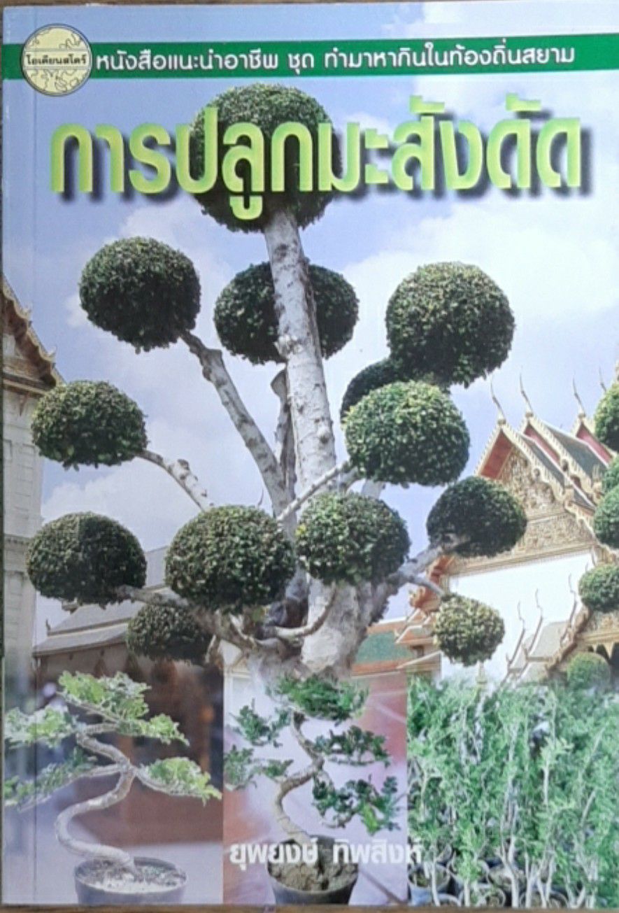 การปลูกมะสังดัด
