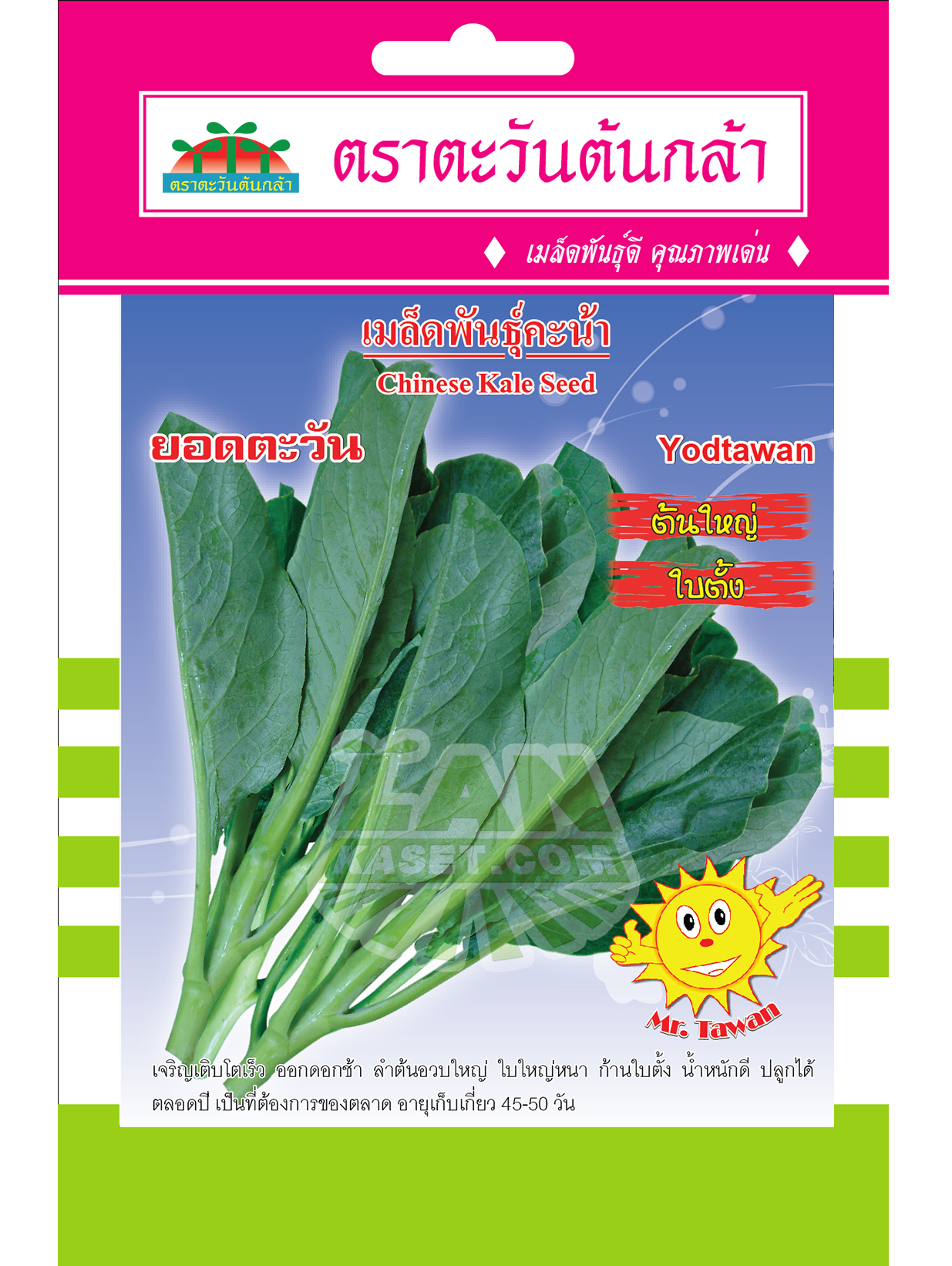V29 เมล็ดพันธุ์คะน้า ยอดตะวัน