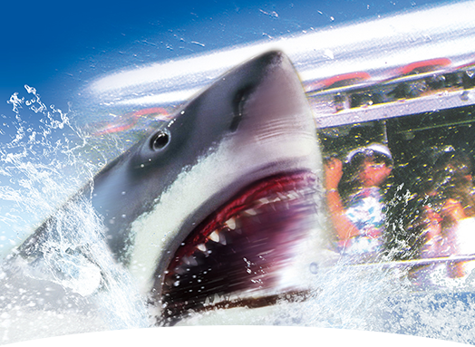 โอซาก้า เกียวโต อิเนะ อามาโนะฮาชิดาเตะ โกเบ 4วัน3คืน พ.ย 60- มี.ค.61