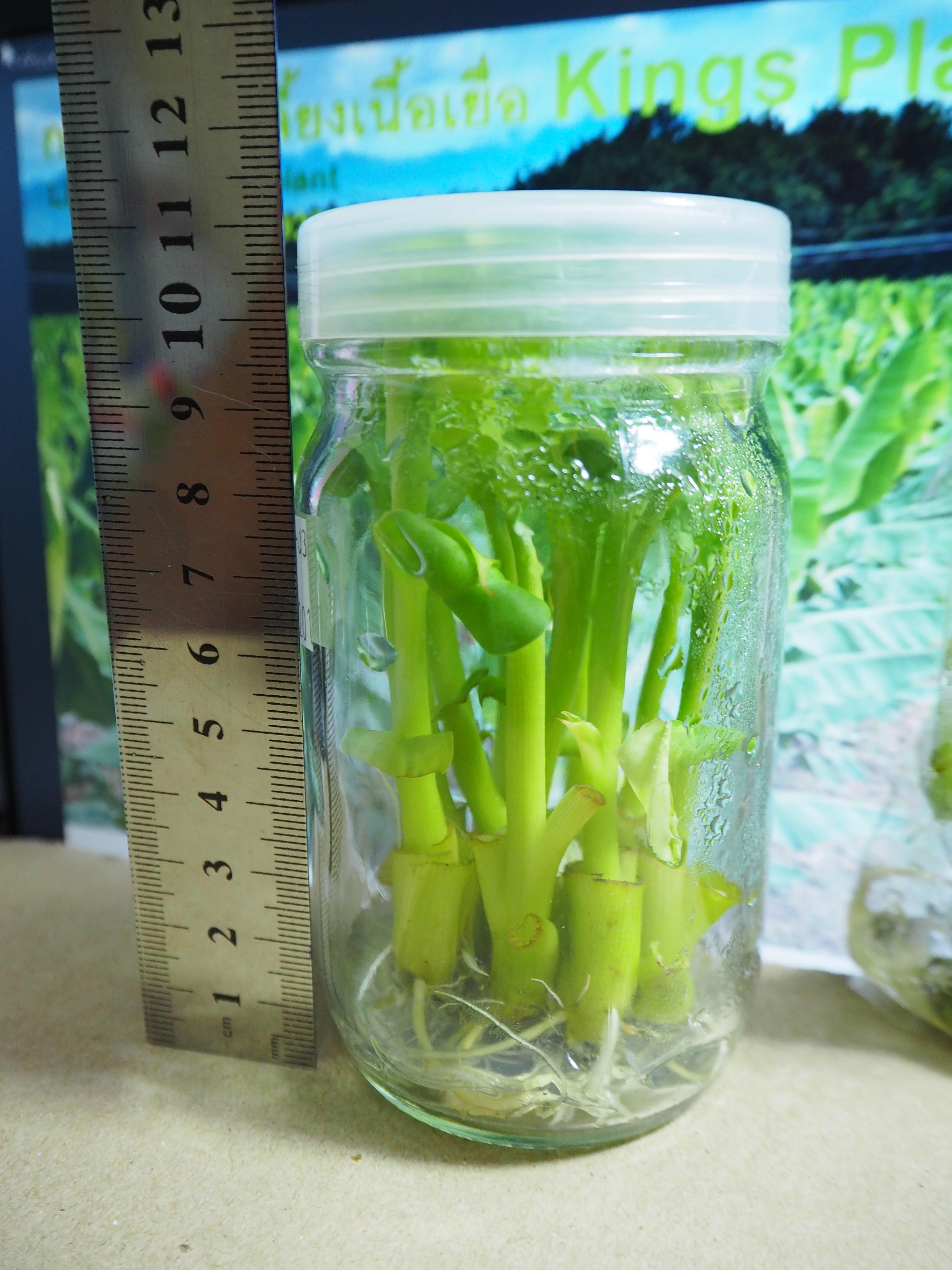 กล้วยน้ำว้าปากช่อง50 เพาะเนื้อเยื่อ ต้นละ 12 บาท