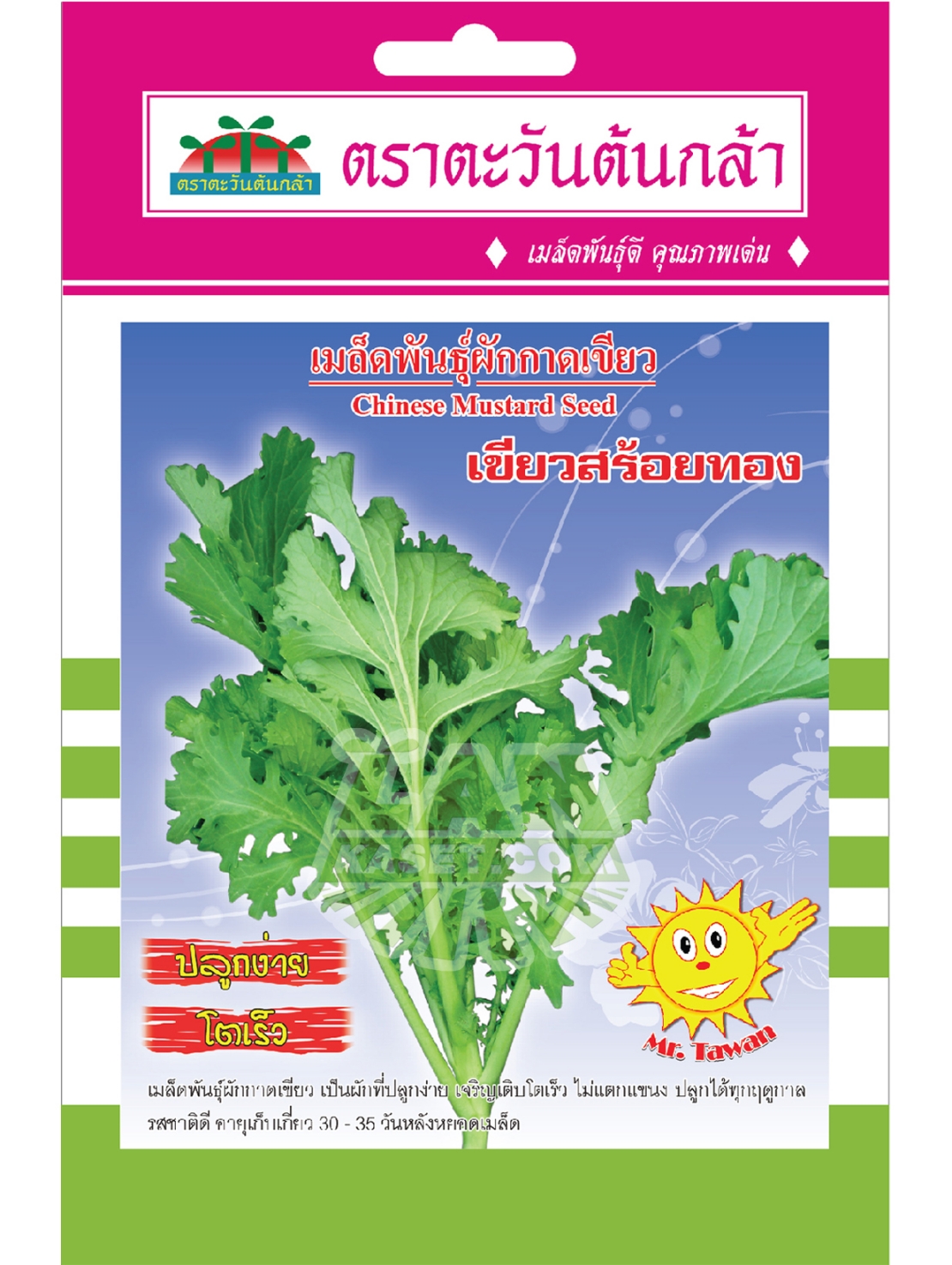 V55 เมล็ดพันธุ์ผักกาดเขียว เขียวสร้อยทอง
