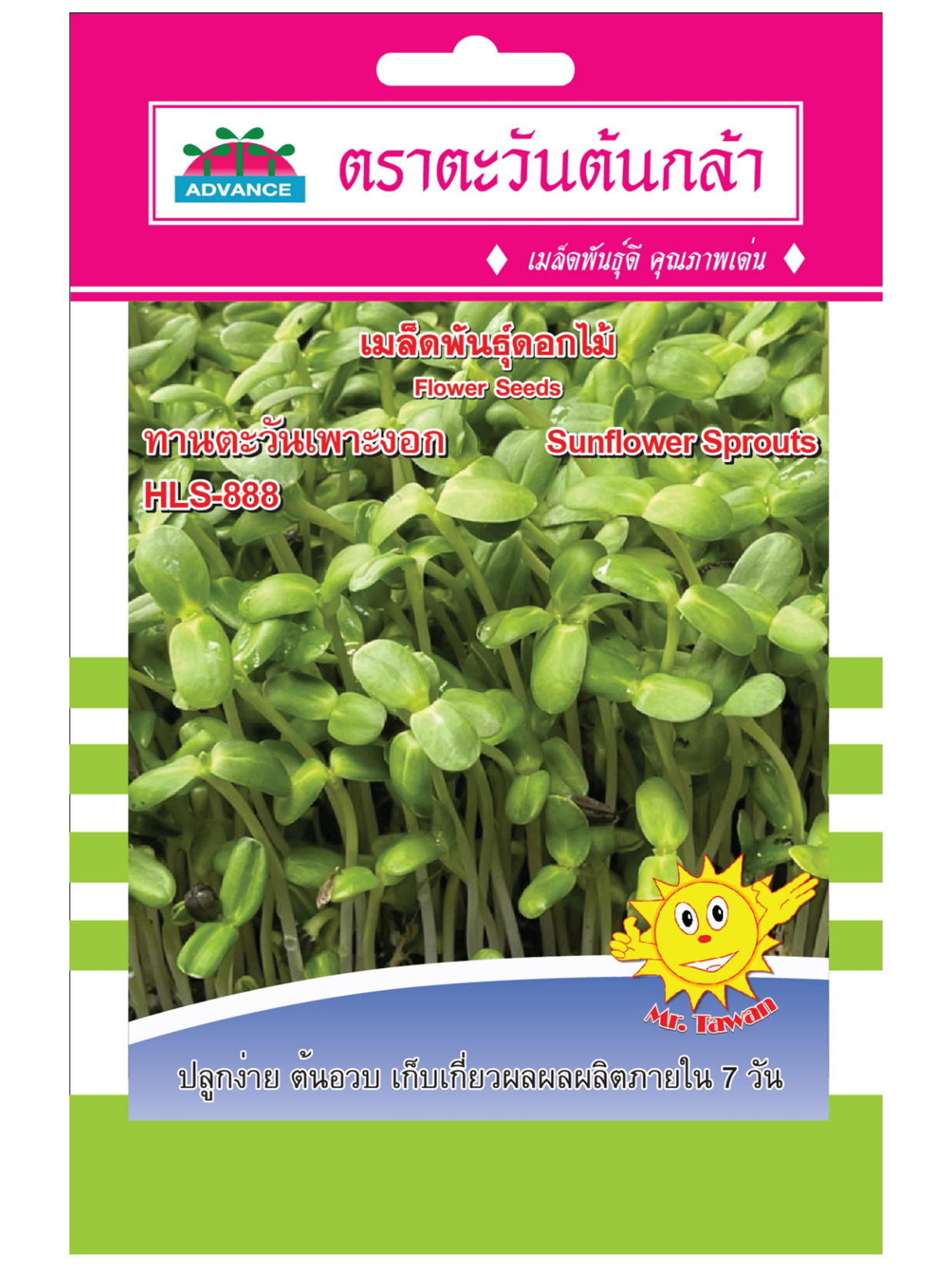 V80 เมล็ดพันธุ์ดอกไม้ ทานตะวันเพาะงอก