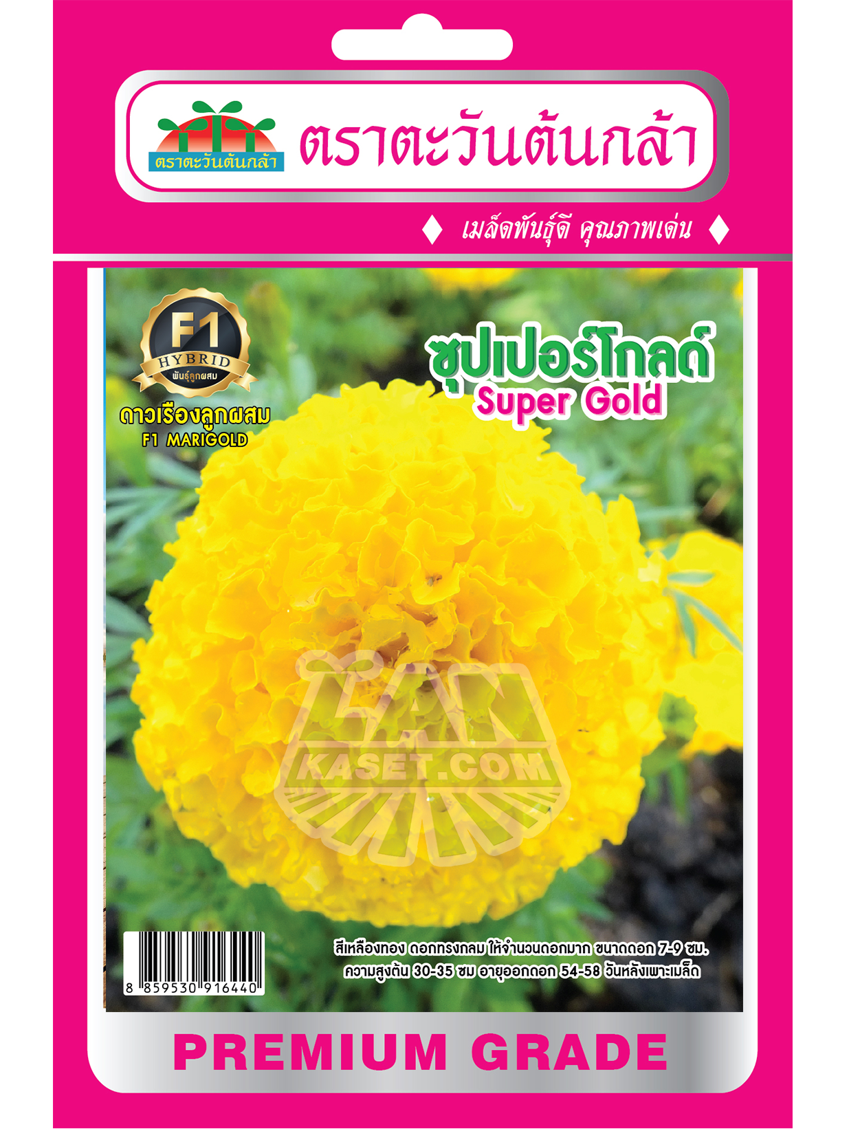 H32 เมล็ดพันธุ์ดาวเรืองอเมริกันลูกผสม ซูเปอร์โกลด์