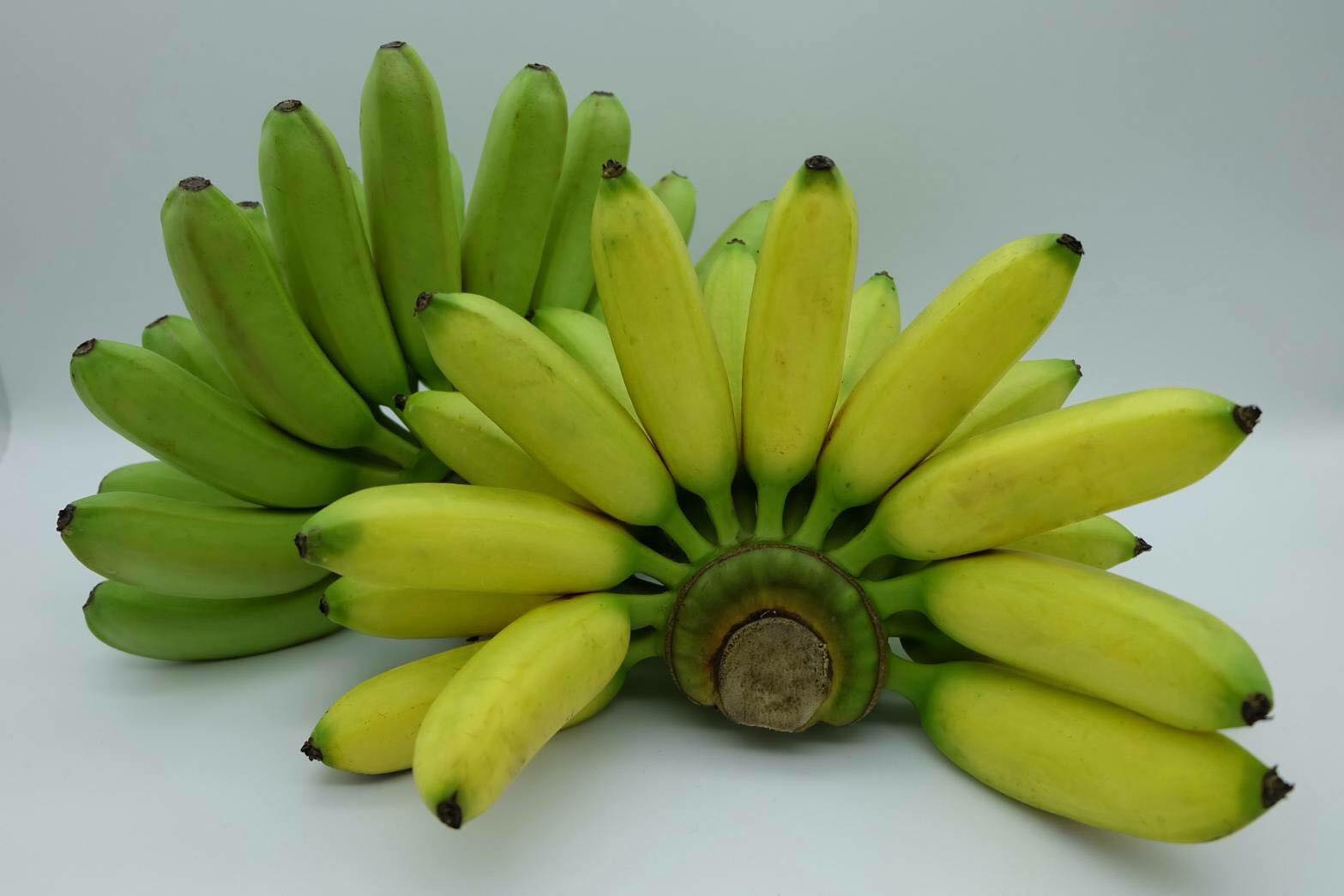 กล้วยไข่เกษตรศาสตร์2 เพาะเนื้อเยื่อ 12 บาท