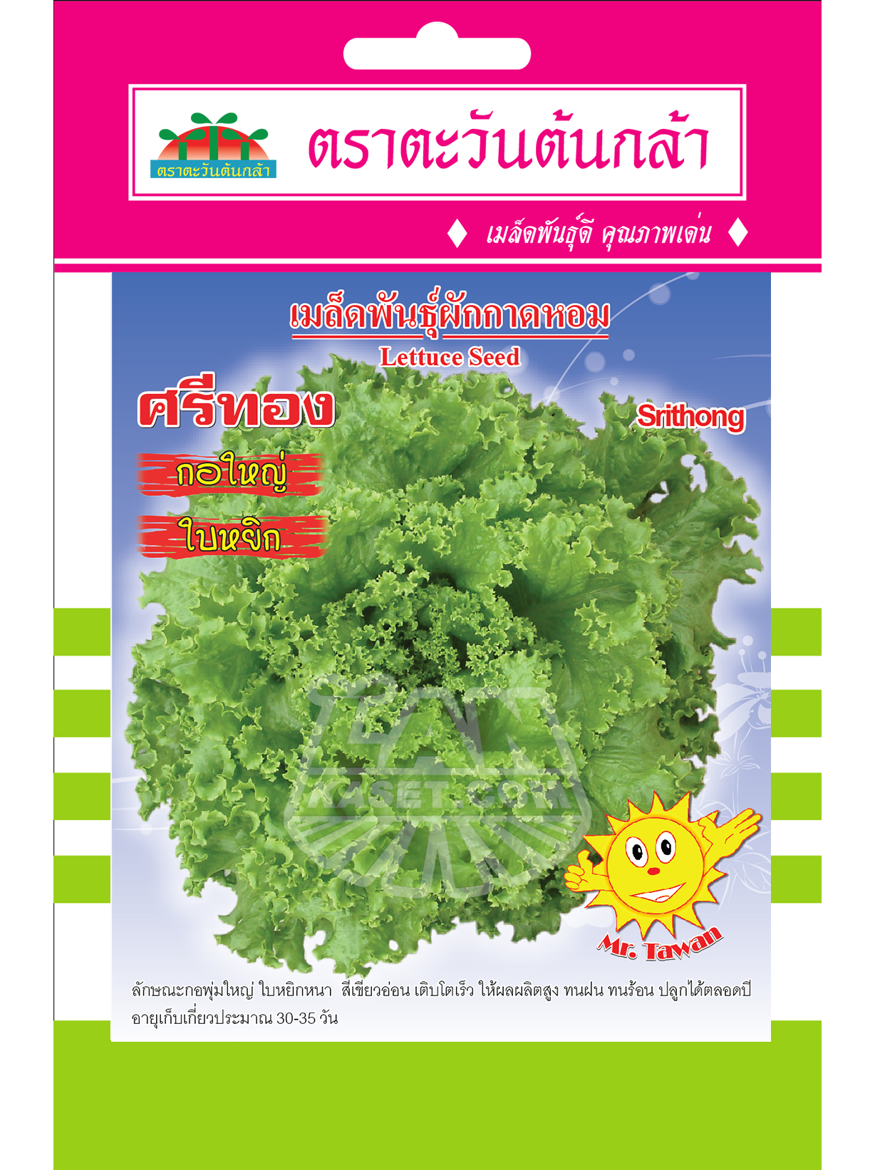 V26 เมล็ดพันธุ์ผักกาดหอม ศรีทอง