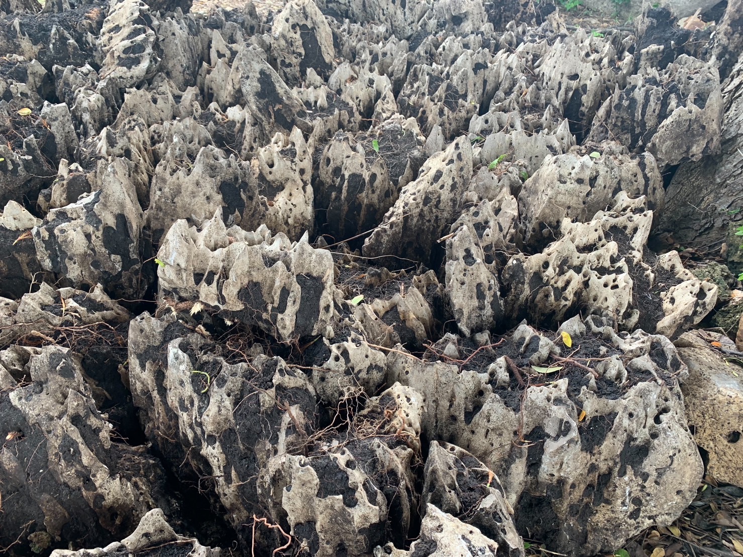 หินฟันม้า