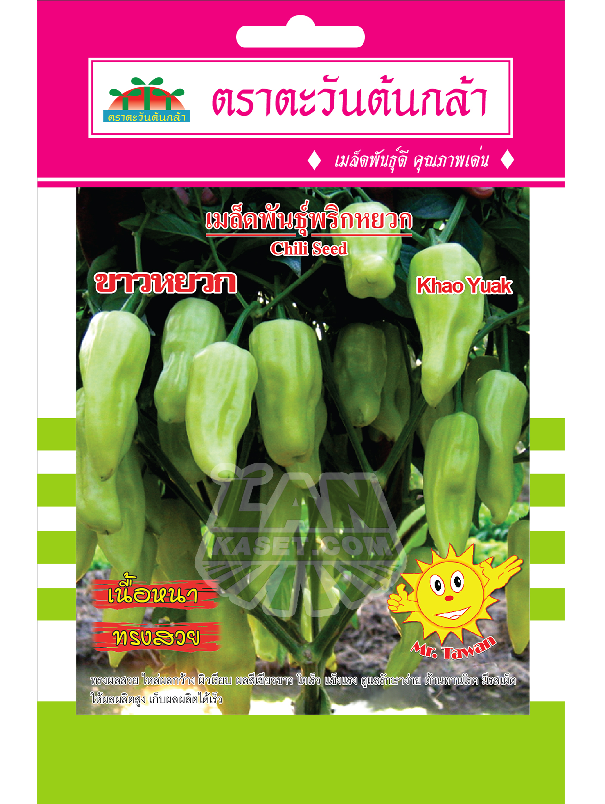 V47 เมล็ดพันธุ์พริกหยวก ขาวหยวก
