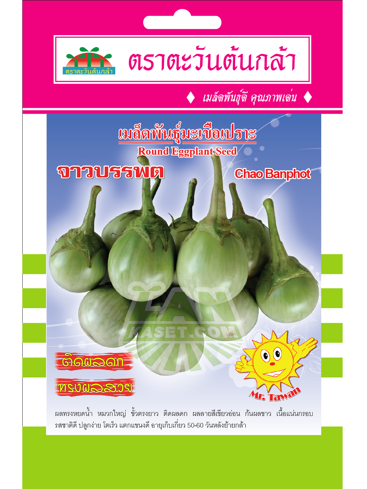 V36 เมล็ดพันธุ์มะเขือเปราะ จาวบรรพต