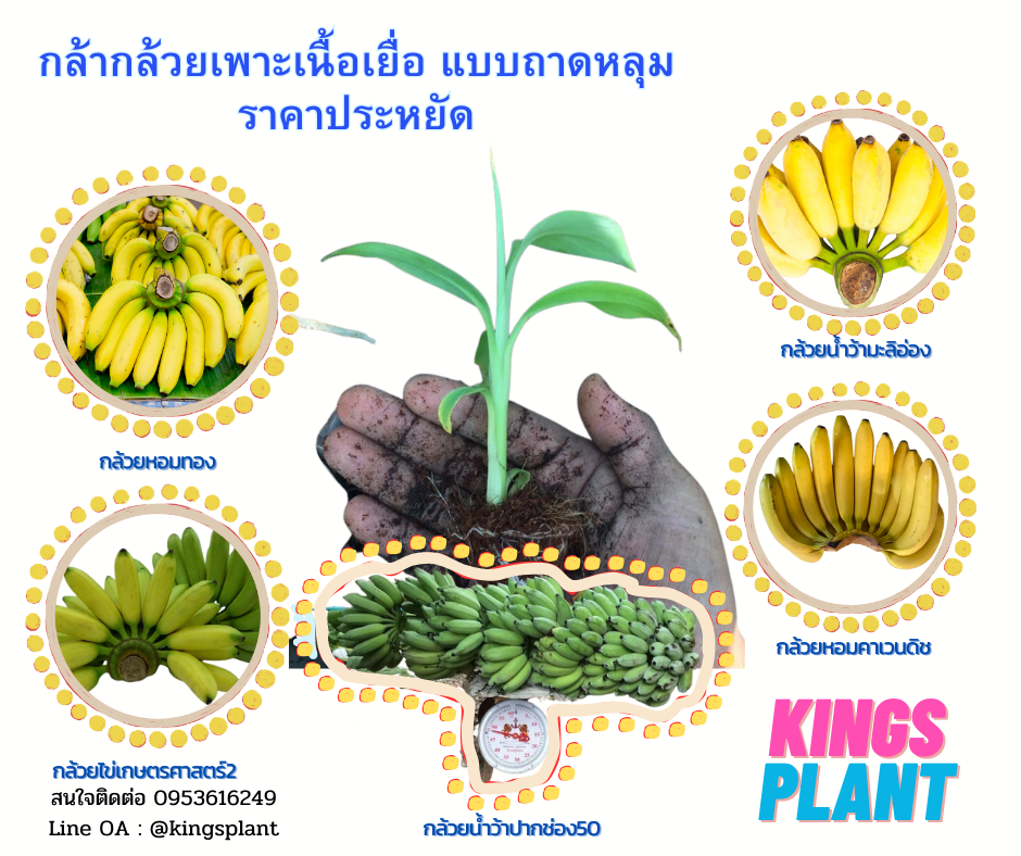 กล้ากล้วยเพาะเลี้ยงเนื้อเยื่อ ไซน์ ถาดหลุม 8-12 เซนติเมตร
