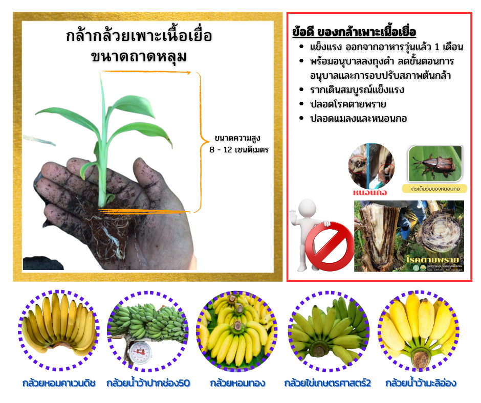 กล้ากล้วยเพาะเลี้ยงเนื้อเยื่อ ไซน์ ถาดหลุม 8-12 เซนติเมตร