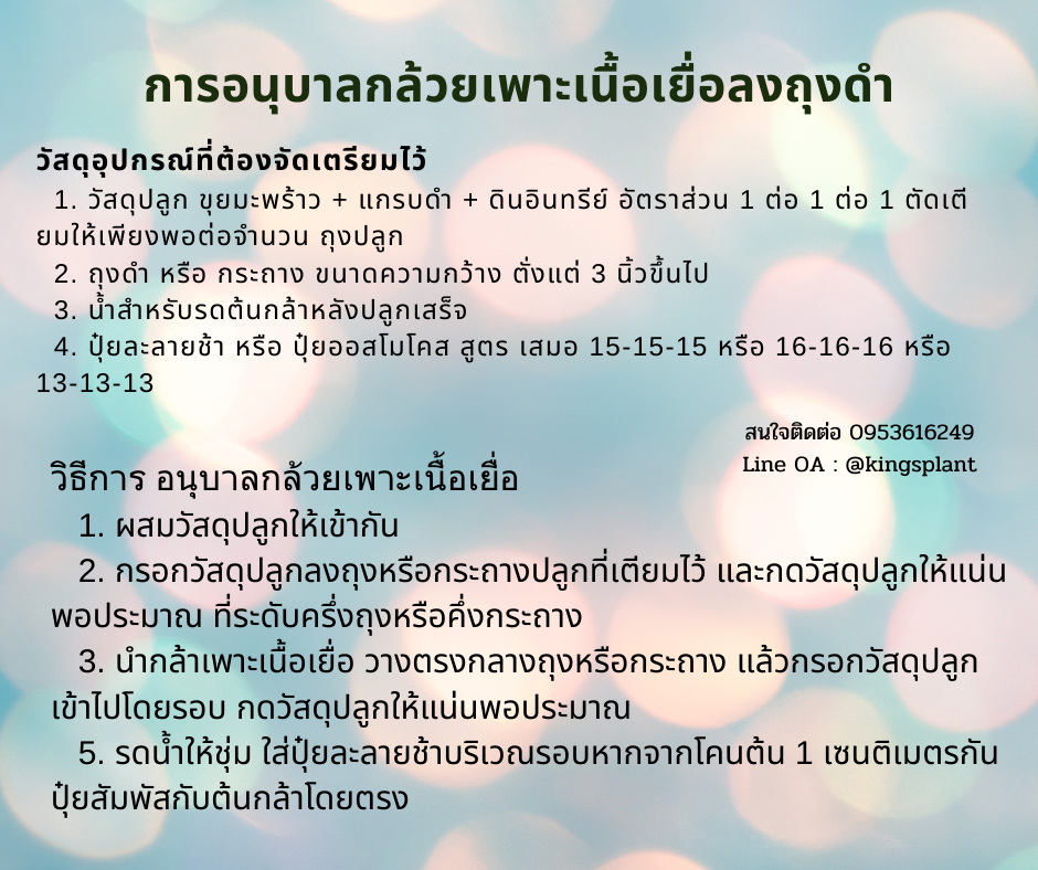 กล้ากล้วยเพาะเลี้ยงเนื้อเยื่อ ไซน์ ถาดหลุม 8-12 เซนติเมตร