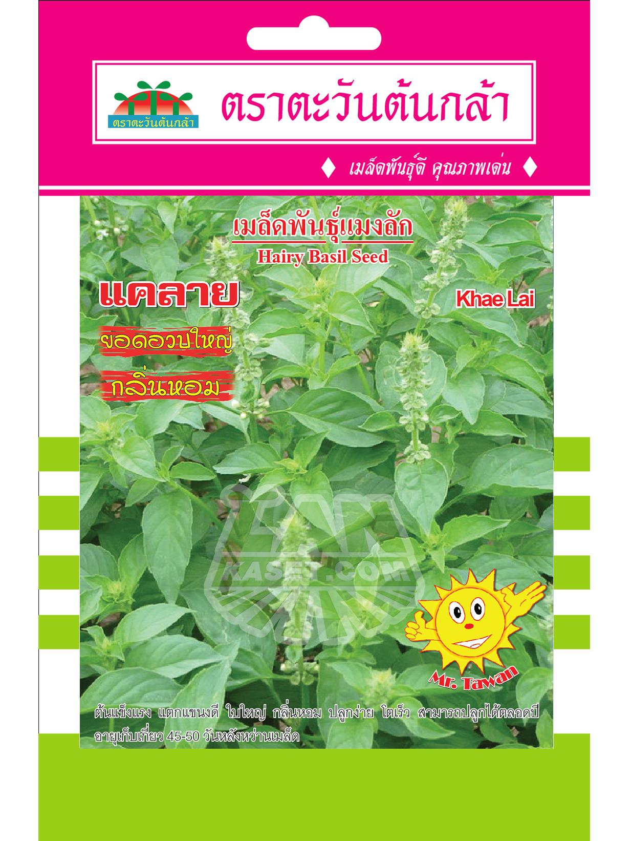 V34 เมล็ดพันธุ์แมงลัก แคลาย