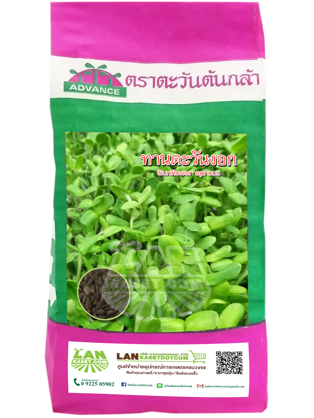 เมล็ดพันธุ์ทานตะวันงอก (500กรัม)