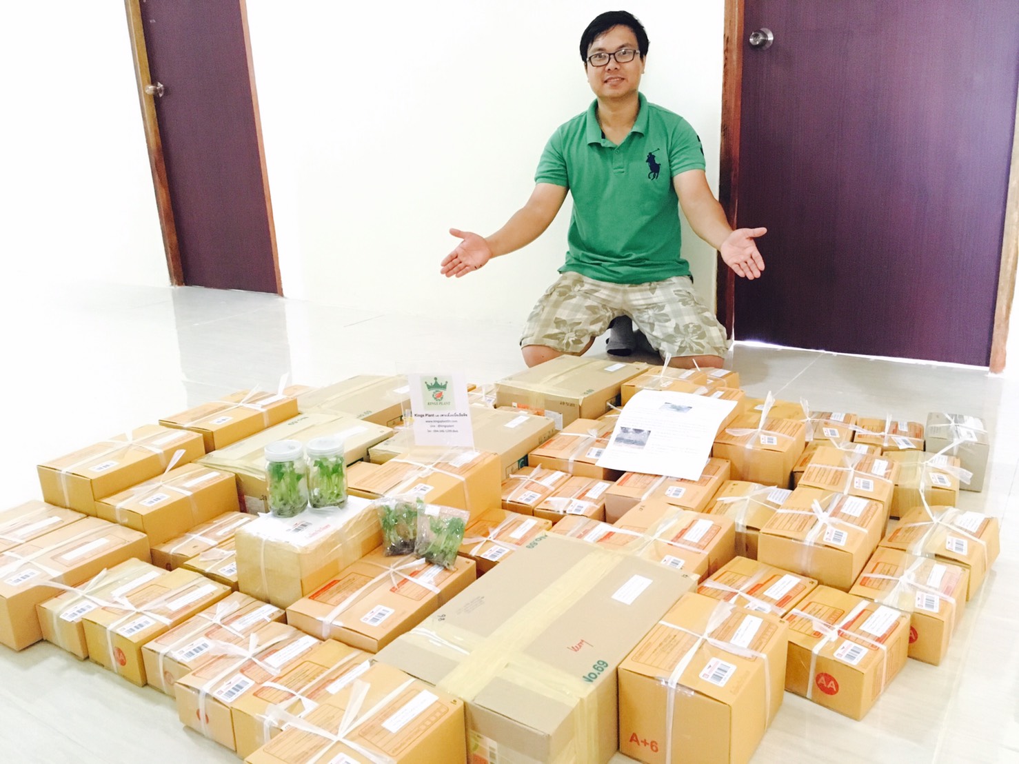 กล้วยน้ำว้าปากช่อง50 เพาะเนื้อเยื่อ ต้นละ 12 บาท