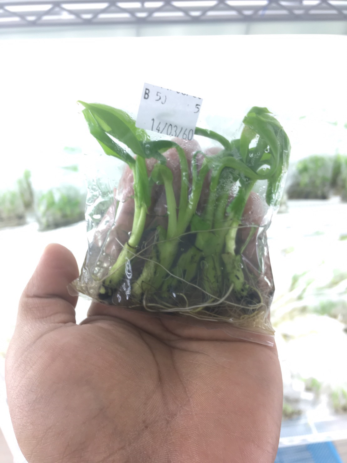 กล้วยน้ำว้าปากช่อง50 เพาะเนื้อเยื่อ ต้นละ 12 บาท