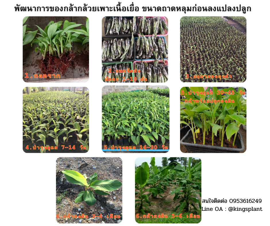 กล้ากล้วยเพาะเลี้ยงเนื้อเยื่อ ไซน์ ถาดหลุม 8-12 เซนติเมตร