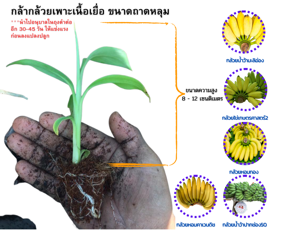 กล้ากล้วยเพาะเลี้ยงเนื้อเยื่อ ไซน์ ถาดหลุม 8-12 เซนติเมตร