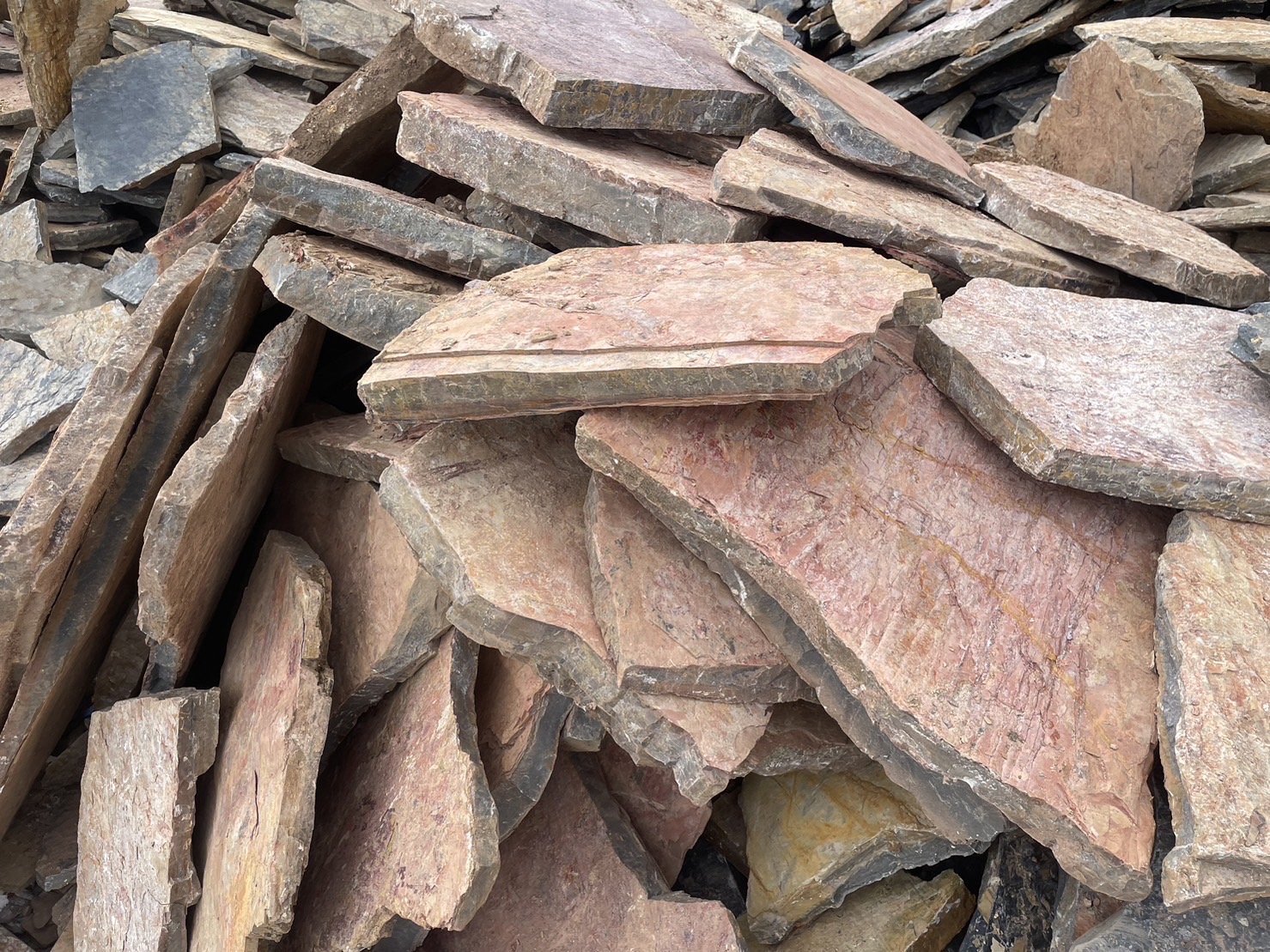 หินกาบป่าสีชมพู