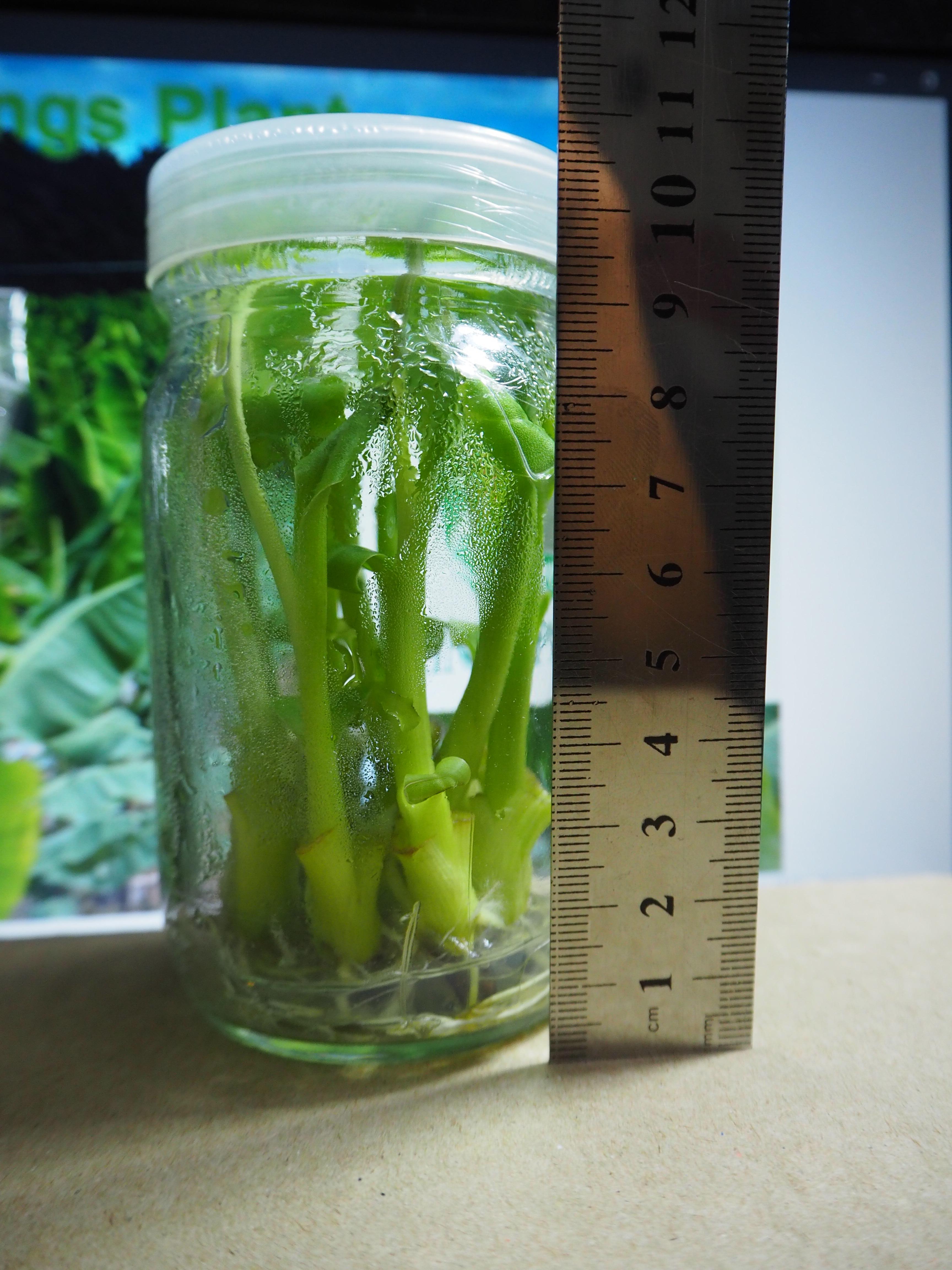 กล้วยน้ำว้าปากช่อง50 เพาะเนื้อเยื่อ ต้นละ 12 บาท