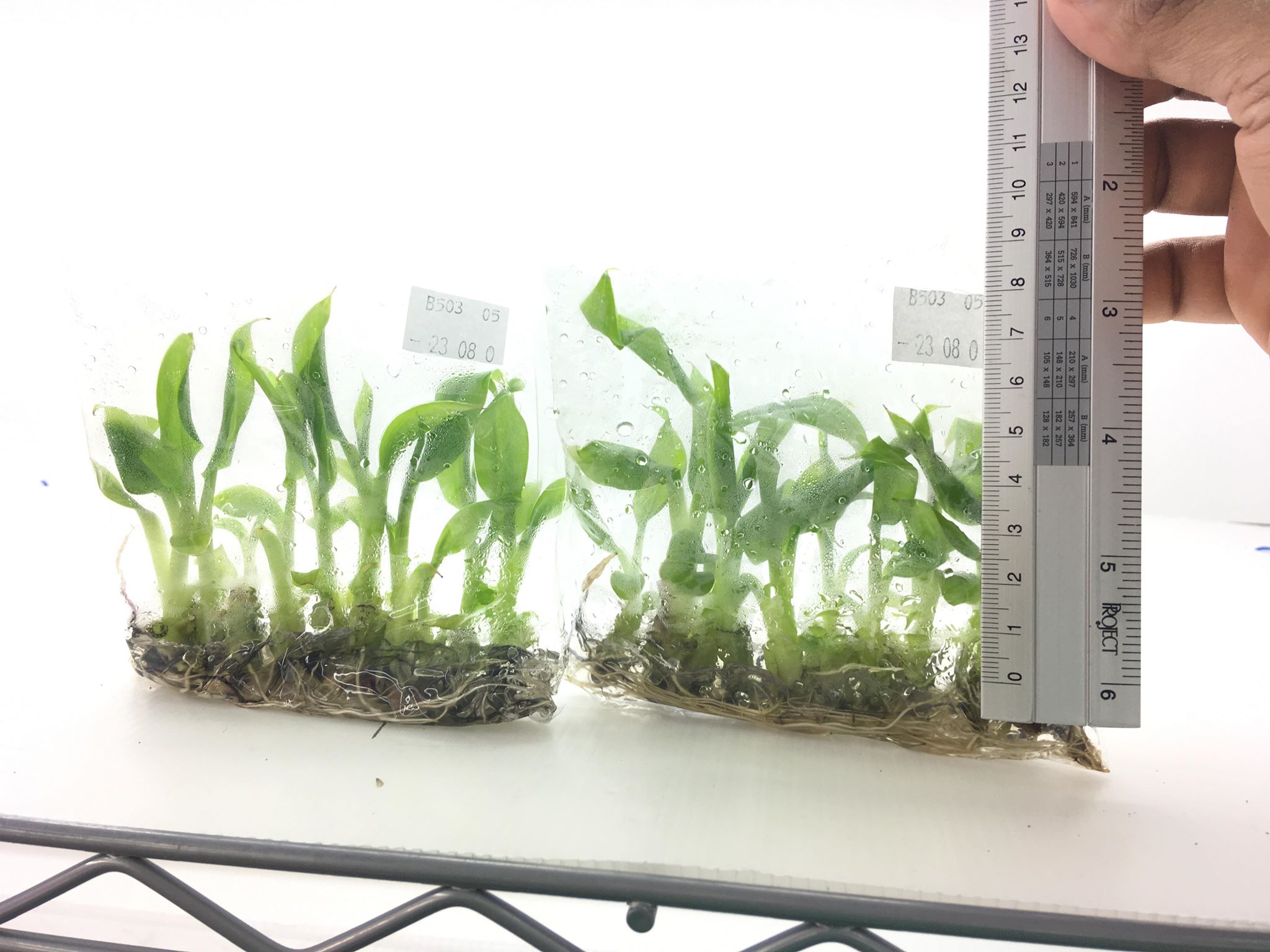 กล้วยน้ำว้าปากช่อง50 เพาะเนื้อเยื่อ ต้นละ 12 บาท