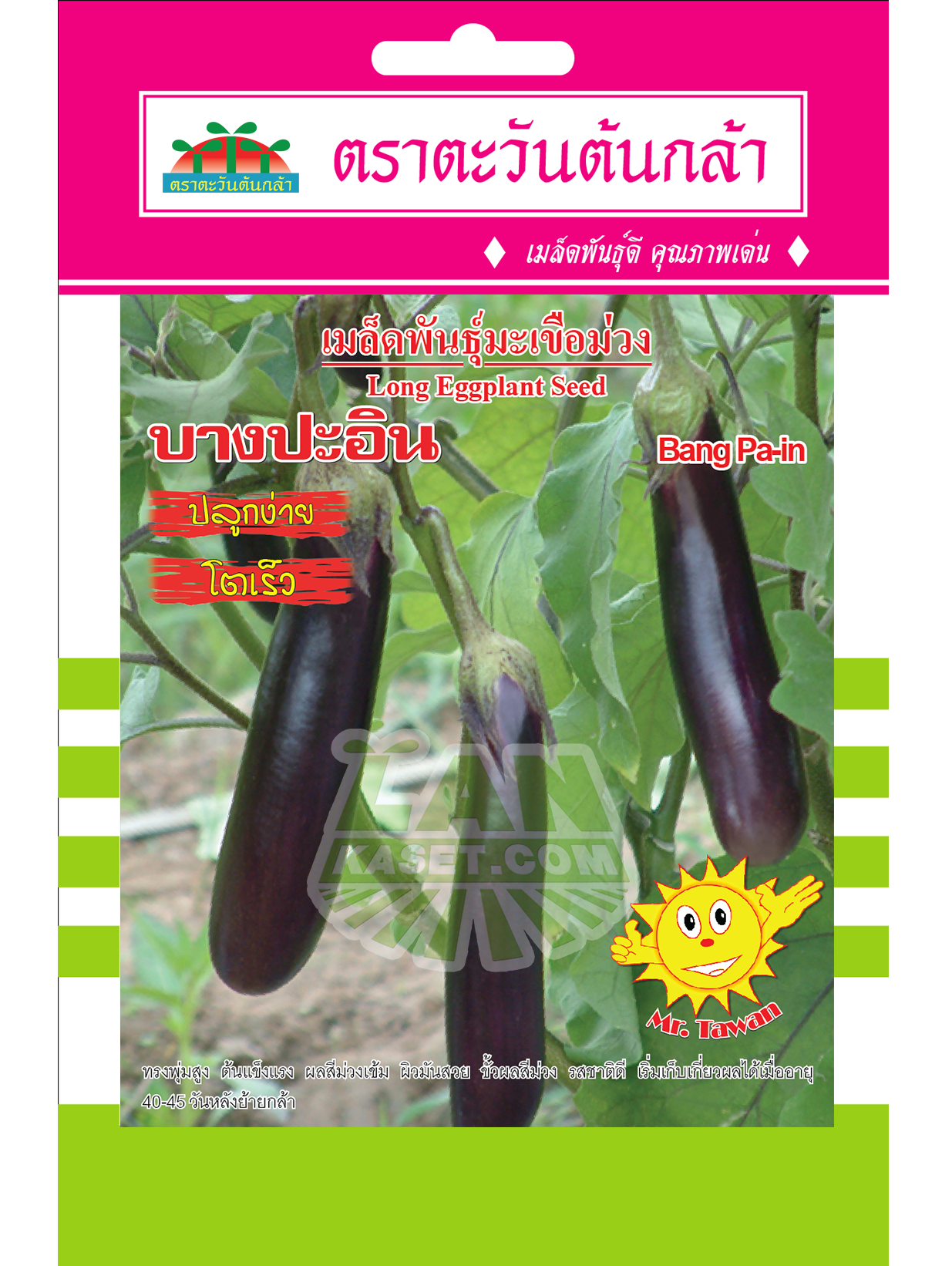 V38 เมล็ดพันธุ์มะเขือม่วง บางปะอิน