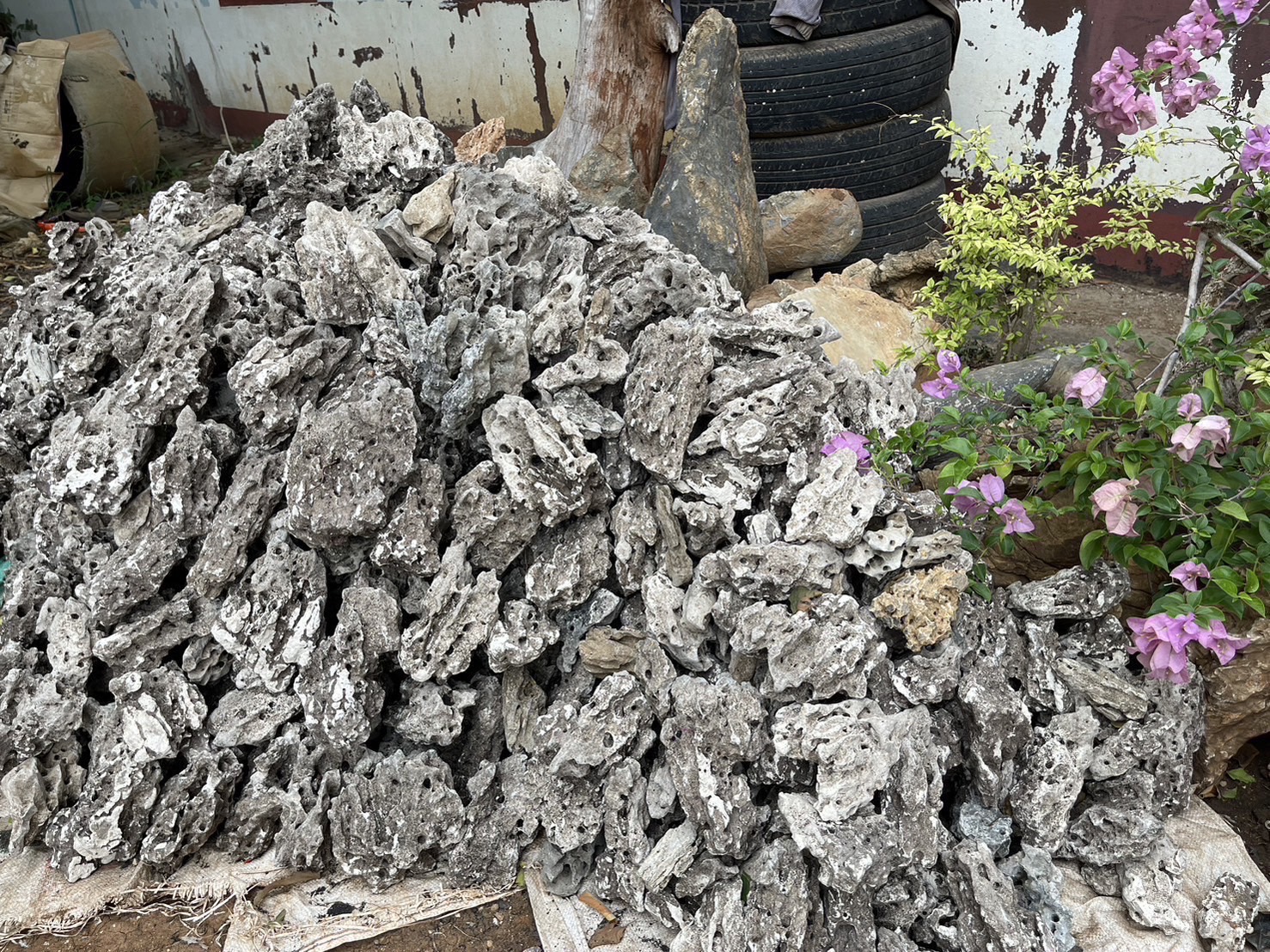 หินฟันม้า