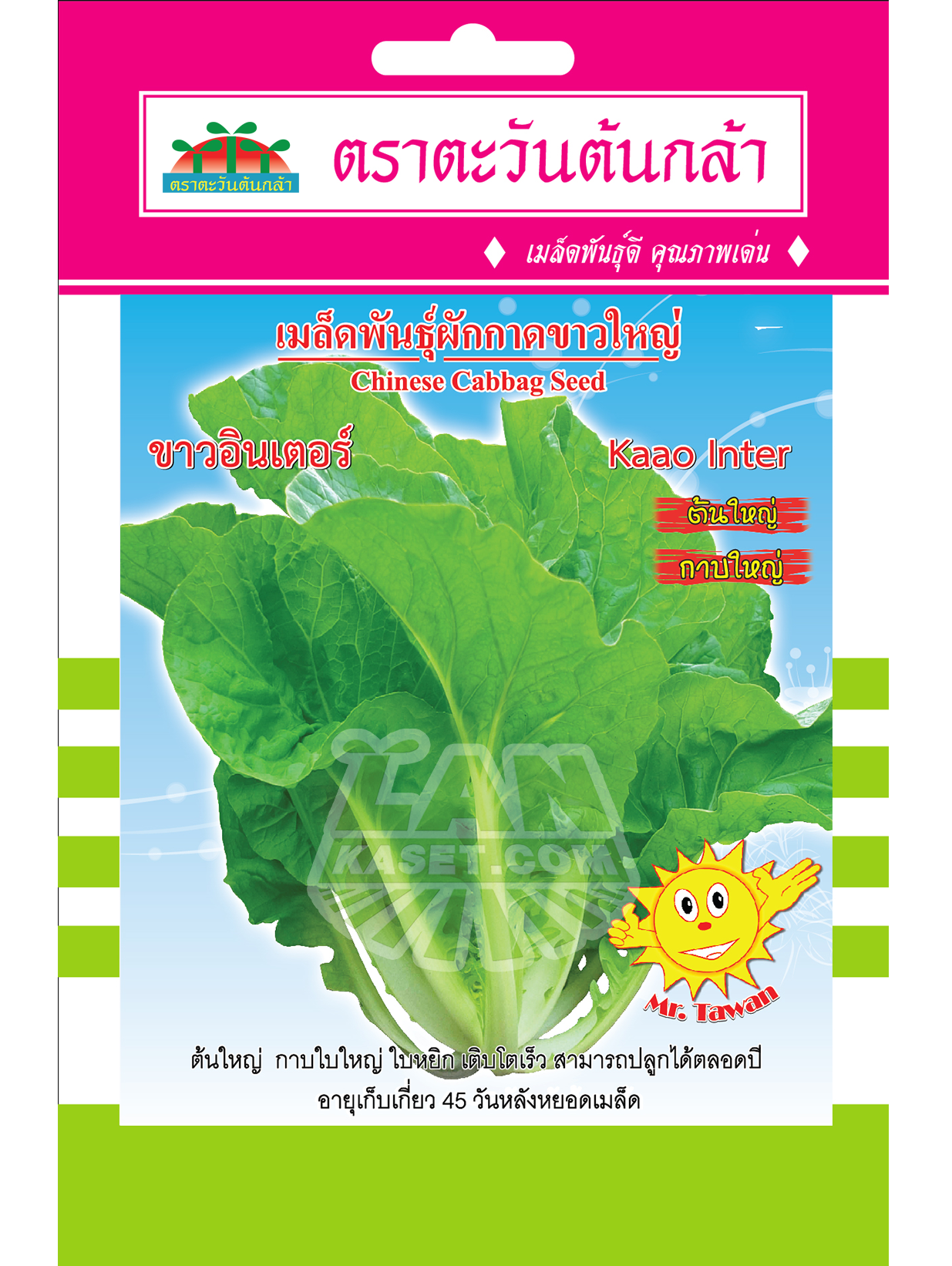 V66 เมล็ดพันธุ์ผักกาดขาวใหญ่ ขาวอินเตอร์