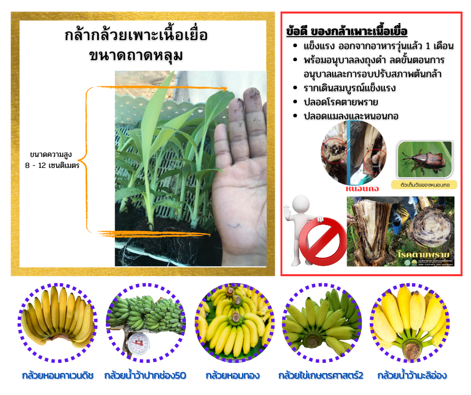 กล้ากล้วยเพาะเลี้ยงเนื้อเยื่อ ไซน์ ถาดหลุม 8-12 เซนติเมตร