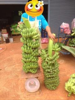 กล้วยน้ำว้าปากช่อง50 เพาะเนื้อเยื่อ ต้นละ 12 บาท