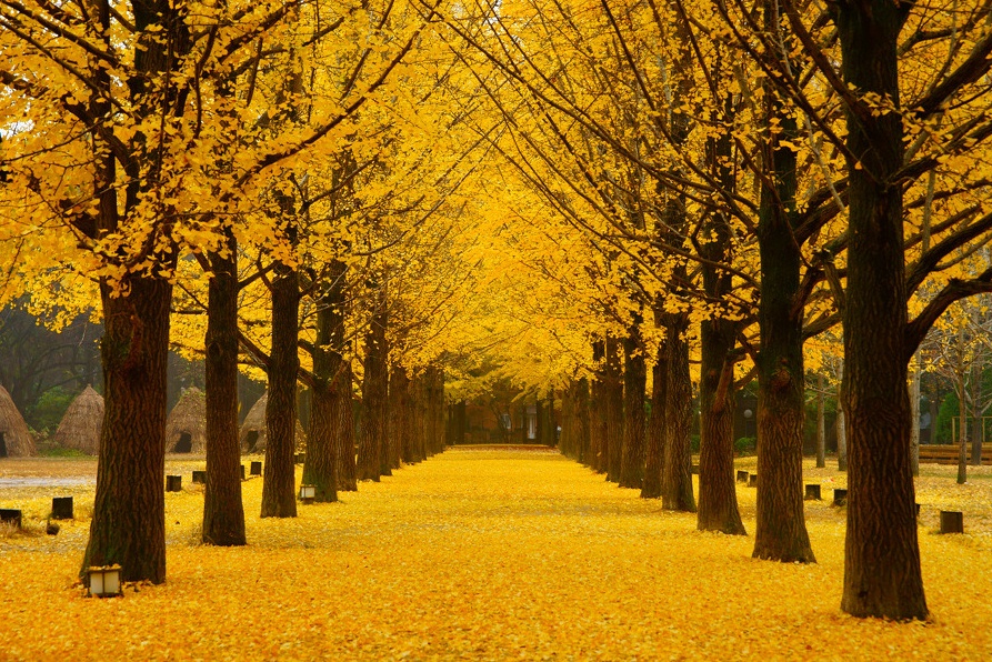 ทัวร์เกาหลี HAPPY TOGETHER MY AUTUMN IN KOREA 5D3N ต.ค.-พ.ย.59