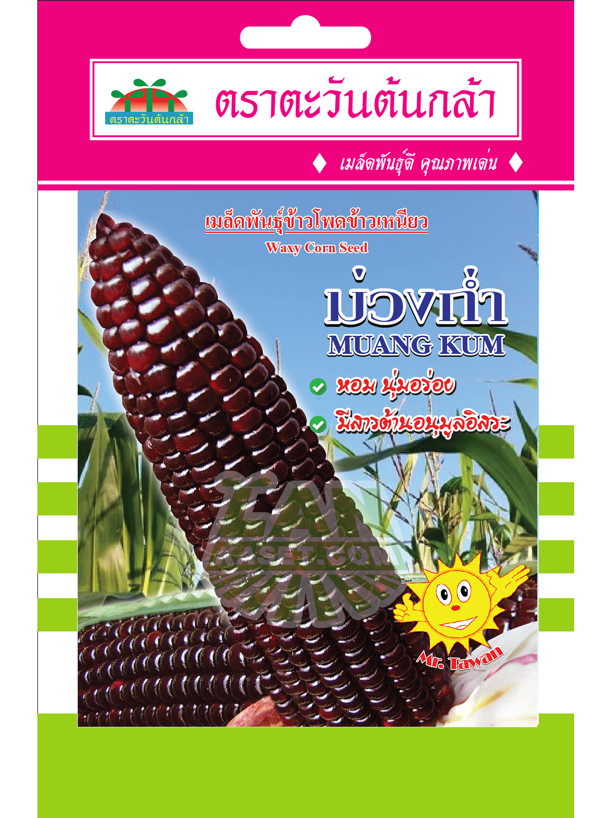 V72 เมล็ดพันธุ์ข้าวโพดข้าวเหนียว ม่วงก่ำ