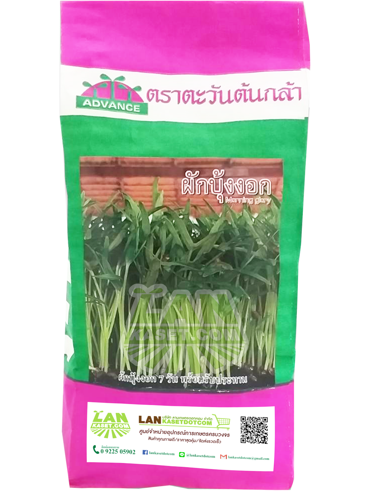 เมล็ดพันธุ์ผักบุ้งงอก (500กรัม)