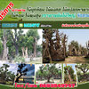 ร้านไม้ล้อมจัดสวน โทร 065-3549747 แต่งสวน จัดสวน บ้านและสวน บริการขุด ล้อม ย้าย ตั้งค้ำต้นไม้ล้ม