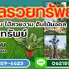 ไม้ล้อมจัดสวน โทร 061-1476494 แต่งสวน จัดสวน บ้านและสวน บริการขุด ล้อม ย้าย ตั้งค้ำต้นไม้ล้ม มีรถเครนยกขนย้าย