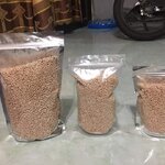 สาคูต้น