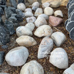 หินหลังเต่า