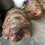 เต่าดินเผาใหญ่