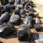 หินหลังเต่า