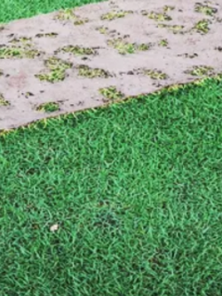 หญ้าพาสพาลัม