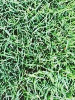 หญ้าเบอร์มิวด้า