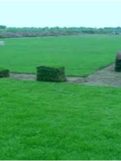 หญ้านวลน้อย