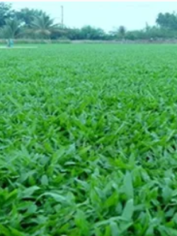 หญ้ามาเลเซีย