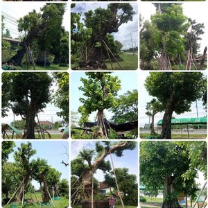 ต้นมั่งมี โทร 096-8588145 จัดหาต้นไม้มงคล หินจัดสวน หินกาบ หินน้ำตก ญ้านวลน้อย หญ้าญี่ปุ่น ,