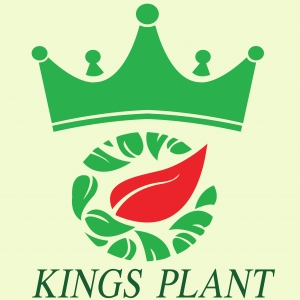 ร้านKINGS PLANT