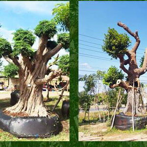 ธุรกิจการจัดสวน โทร 080-3296882 ปรับปรุง ดูแลสวน ปรับภูมิทัศน์ จัดสวนปรับภูมิทัศน์ บริการออกแบบจัดสวนแต่งบ้าน