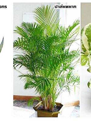 ต้นไม้ 3 ชนิดนี้ปลูกในบ้าน ช่วยรักษาหอบหืด ภูมิแพ้ได้ดีขึ้น