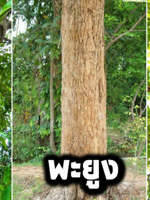 เลือกปลูกไม้เศรษฐกิจ มีค่าดั่งเงินออม ปลูกต้นอะไรดีถึงจะไม่ต้องรอนาน