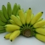 กล้วยไข่เกษตรศาสตร์2 เพาะเนื้อเยื่อ 12 บาท