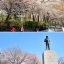 CHERRY BLOSSOM FESTIVAL 5วัน 3คืน