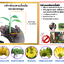 กล้ากล้วยเพาะเลี้ยงเนื้อเยื่อ ไซน์ ถาดหลุม 8-12 เซนติเมตร